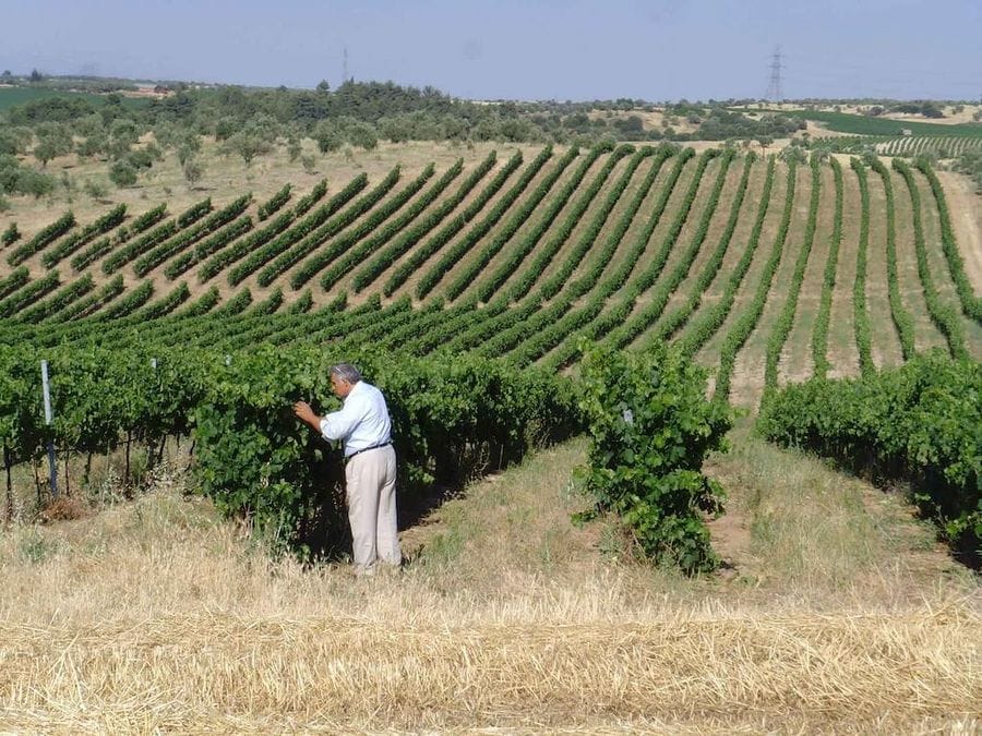 a old man in dry grass and watching at Tzivani Bio Wines vineyards